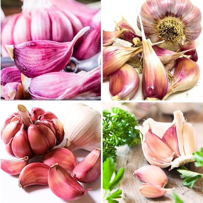 1 Pound Chesnok Red Hardneck Garlic Bulbs for Planting, Fresh High-Yield Hardy Garlic for Garden or Container Growing