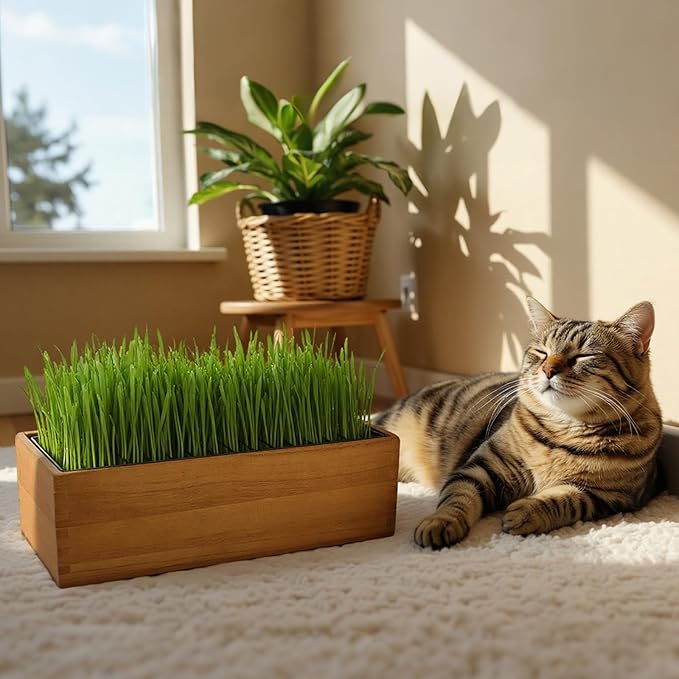 MEESS RCLH Wooden Cat Grass Planter,Cat Grass Kit for Indoor Cats with Anti-Digging Grid, Potting Soil Disks,Watering Bottle and Removable Plastic Liner,Wheat Grass Growing Pot