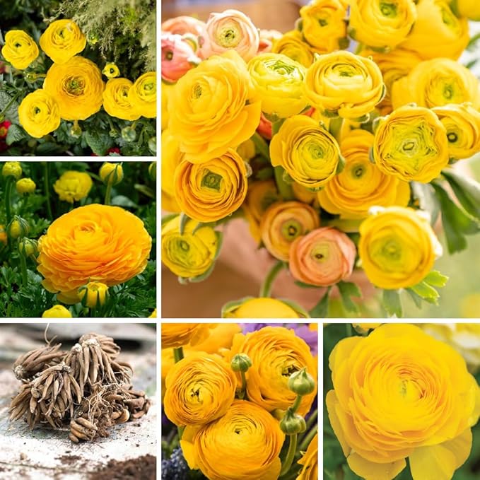 Set 50 Ranunculus Bulbs for Planting, Yellow Ranunculus Corms Bulk, Butterfly Ranunculus Flowers Bulbs Spring Fall, Peony Buttercup Ranunculus