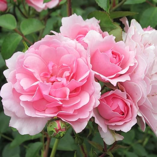 Perfect Rose Fertilizer – Premium Rose and Flower Fertilizers – Floral Nutrients for All Types of Flowers – Plant Nutrients with Kelp for Soil and Hydroponic Flower Gardens