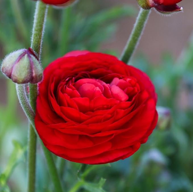 Mixed Peony Ranunculus Bulbs- Persian Buttercup -10 Corms Bulbs Flowering Blooms Perennial Bulbous Root Garden Plant (Red)