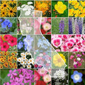 Eden Brothers California Wildflower Mixed Seeds for Planting, 1/4 lb, 120,000+ Seeds with Black Eyed Susan, Shasta Daisy | Attracts Pollinators, Plant in Spring or Fall, Zones 3, 4, 5, 6, 7, 8, 9, 10