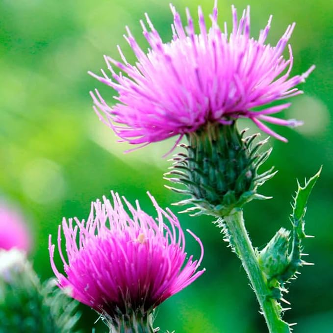 Milk Thistle Seeds – Annual/Biennial Herb (Silybum marianum) | Medicinal Plant, Pollinator-Friendly, Striking Spiny Foliage & Purple Blooms