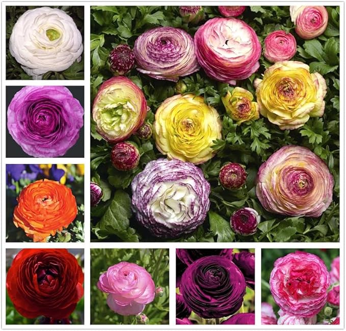 10PCS Mixed Color Ranunculus Bulbs Double Buttercups Spring Rose Bulb Wedding Flower Bulbs