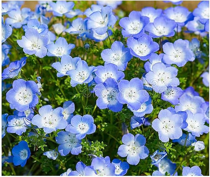 Pollinator Attracting Wildflower Seeds - Attracts Bees, Butterflies, and Other Beneficial Insects