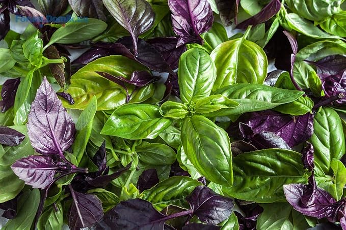 Seeds Basil Mix (Red, Green, Purple, Genovese, Corsican, Lemon, Lime) Indoor Sweet Heirloom Herbs Non GMO