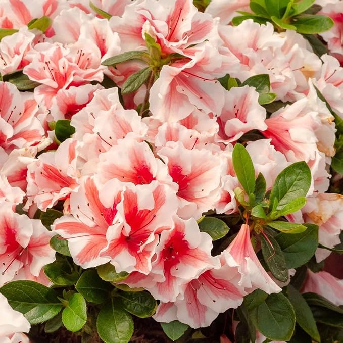 Mixed Azalea Seeds for Planting - 50+ Azalea Flower Seeds Bush Shrub Flowers Plant Seeds Perennial Flower Non-GMO Heirloom Seeds