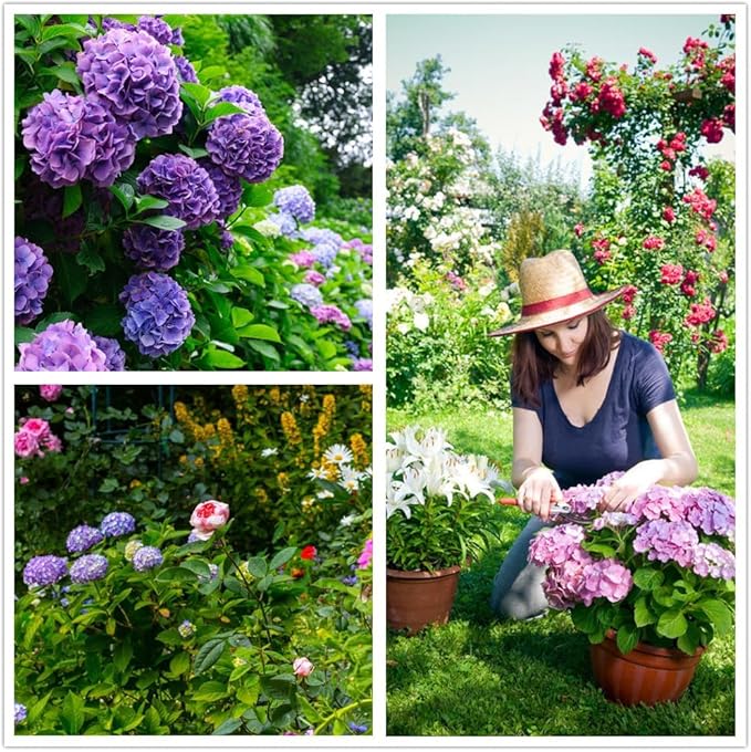 Hydrangea Seeds, 1.76 Ounces,300+ Pcs,Flower Seeds for Planting