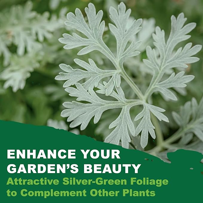 TKE Farms & Gardens - Wormwood Seeds for Planting, 1000+ Heirloom Non-GMO Seeds, Aromatic Perennial Herb with Silvery Foliage, Hardy and Drought-Tolerant, Beautiful Low-Maintenance Garden Plant