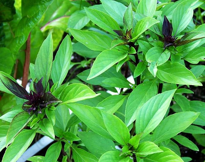 500+ Pcs Large Basil Seed Collection for Planting -Sweet, Opal, Thai, and Giant Leaf Basil - Non-GMO Heirloom Grow Indoors or Outdoor (Thai Basil)