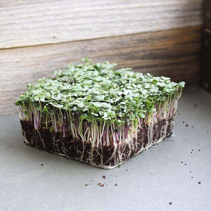 Organic Spicy Salad Mix Microgreens Seeds: 8.5 Gram Packet - Non-GMO Micro Greens Seed Blend: Broccoli, Kale, Mustard, Cabbage, Arugula, Mustard, More