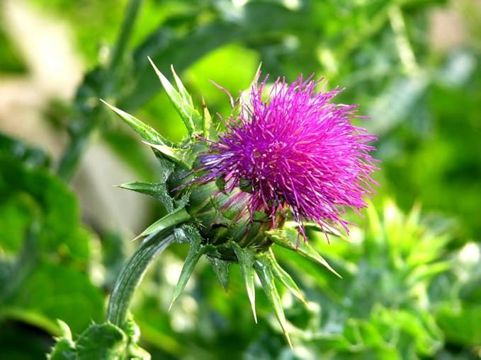 Seeds4planting - Seeds Milk Thistle Saint Mary's Medicinal Heirloom Herb Non GMO