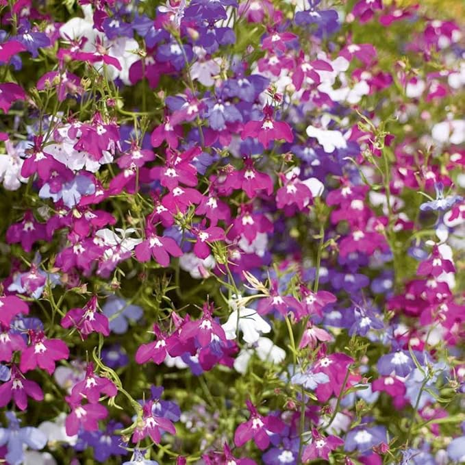 Seeds Lobelia Ampelous Mix/Annual Flowers