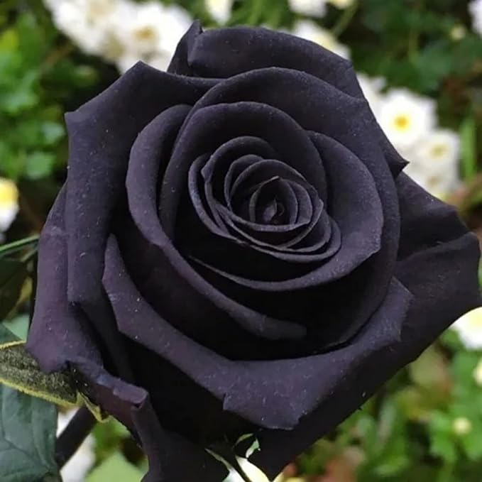 400+ Rose Seeds for Planting Flower Perennial Rare Rose Seeds Non-GMO Heirloom Flower Garden Home Great Gardening Gifts