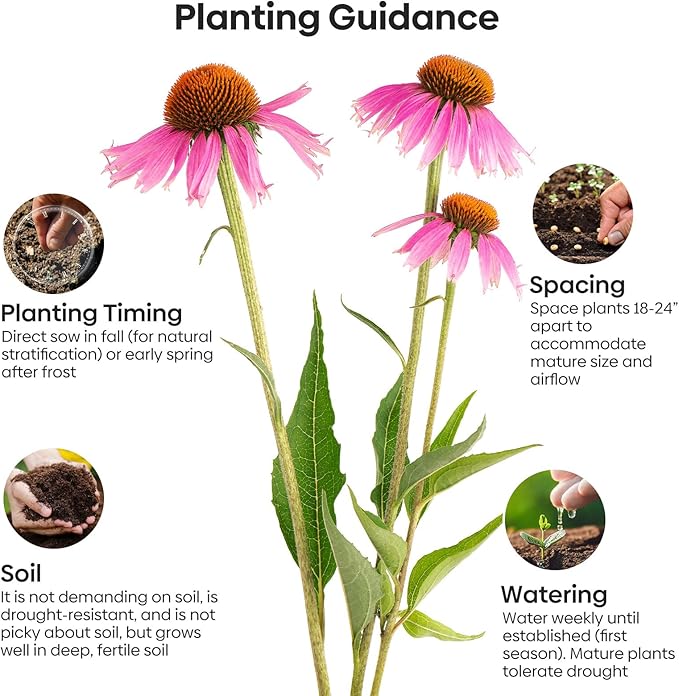 Groundio Purple Coneflower Seeds 1 OZ, Perennial Open Pollinated Non-GMO Echinacea Seeds Grown in The USA, Cone Flower Seed for Planting, USDA 3-9