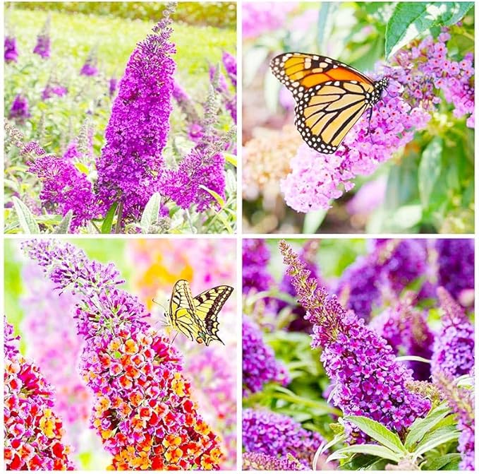 350+ Mix Butterfly Bush Seeds -Perennial Ornamental Shrub Seeds, Drought-Tolerant & Low Maintenance, Ideal for Outdoor Gardens & Pollinator