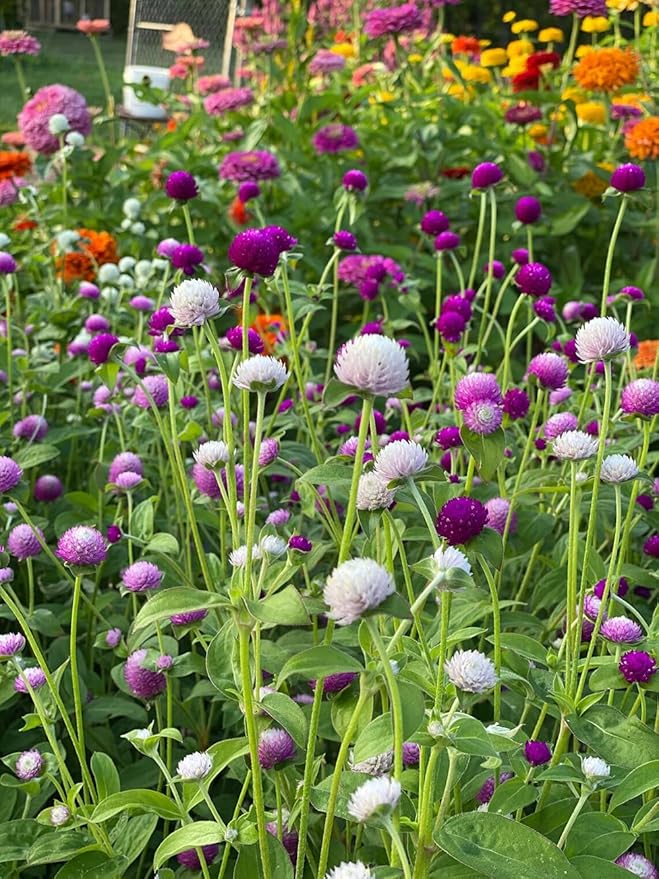 100pcs Globe Amaranth Gomphrena Globosa Seeds Mixed Colors Amaranthus Flower Bachelor Button Heirloom