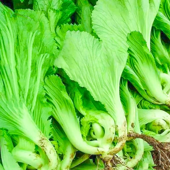 500 Pcs Florida Broadleaf Mustard Seeds,Green Mustard Seeds Heirloom Non-GMO Chinese Asian Vegetable Seeds Fresh Garden Seeds