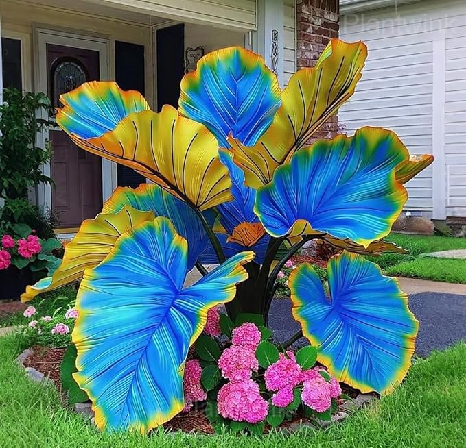 300+USA Premium Caladium Flower Plant Seeds for Palnting Outdoor, Non-GMO Heirloom Ideal for Garden & Indoor Planting