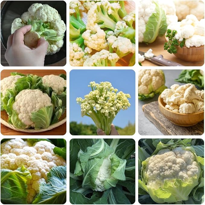Set 3 Cauliflower Plants Live, Cauliflower Live Plants, 4 Inc Pot, Ready to Grow Vegetable Plants for Garden