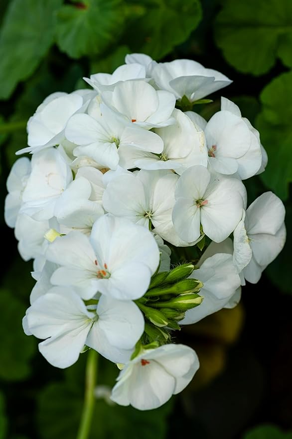 Park Seed Geranium Flowering Plant Seeds, Maverick White Hybrid with Large Glowing Blooms, Heat and Humidity Tolerant Compact Pelargonium, Pack of 10