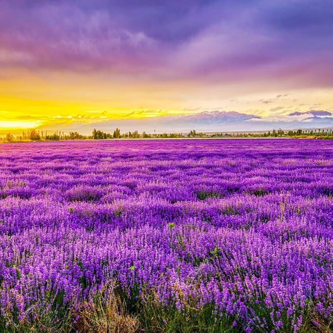 5000+ Lavender Flower Seeds for Planting - Perennial Hardy Fragrant Seeds for Gardens, Pots & Mass Planting