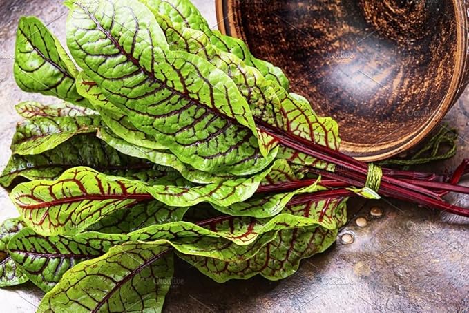NIKA SEEDS - Seeds Herb Sorrel Bloody Dock Red Veined - 100 Seeds