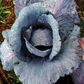 Cabbage Seed, Red Acre, Heirloom, Non GMO 25 Seeds, Colorful Tasty Healthy Veggie Country Creek Acres