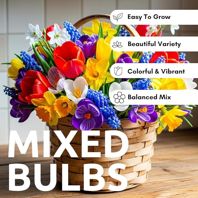 Beautiful Spring Flower Garden | 50 Fresh Bulbs | Top Size Bulbs, Easy to Grow Flower Bulb | Vibrant Spring Colors | Flower Blooms Tulip, Daffodil, Crocus, Muscari, Glory of The Snow