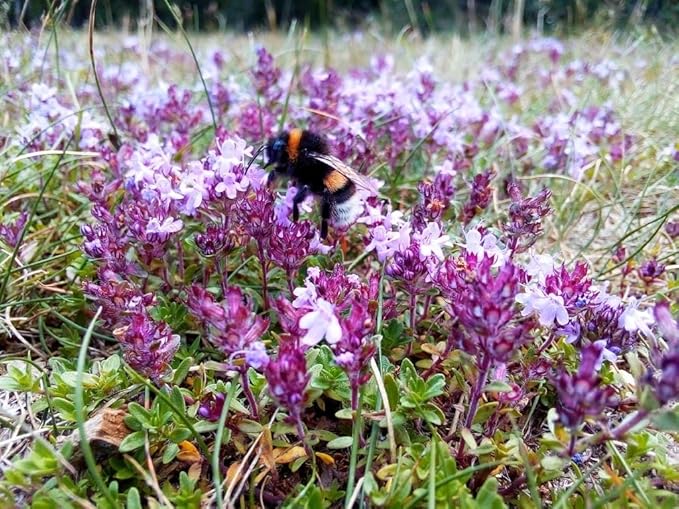 LOSEEDSOO Wild Thyme Seeds – 20,000+ Seeds, Perennial Ground Cover Plant for Outdoor Garden & Landscaping