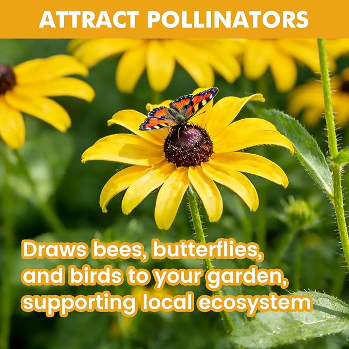 120,000+ Black Eyed Susan Seeds for Planting, Perennial Wildflower Seeds for Pollinator Gardens, Non-GMO Heirloom Flower Seeds to Plant Outside & Inside, Borders, Containers, Rudbeckia hirta