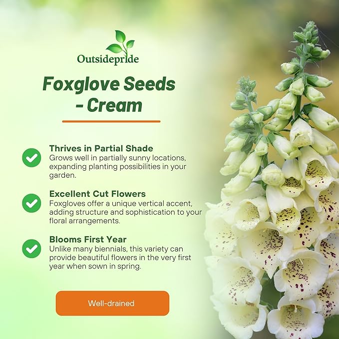 Outsidepride Digitalis Purpurea Camelot Cream Foxglove Seeds – 25 Pcs Biennial, Prolific, Tall Growing Flower Seeds with Pollinator-Friendly Blooms for Shaded Gardens & Outdoor Landscapes