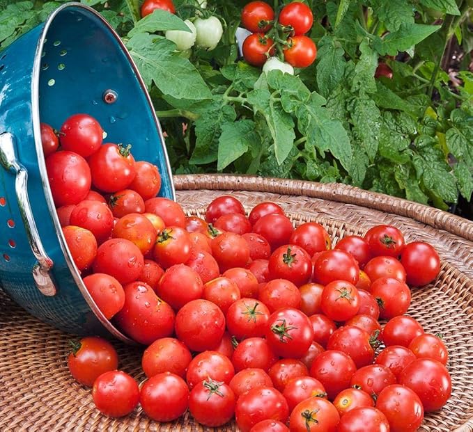 NIKA SEEDS - Seeds Vegetable Red Vine Tomato - 50 Seeds