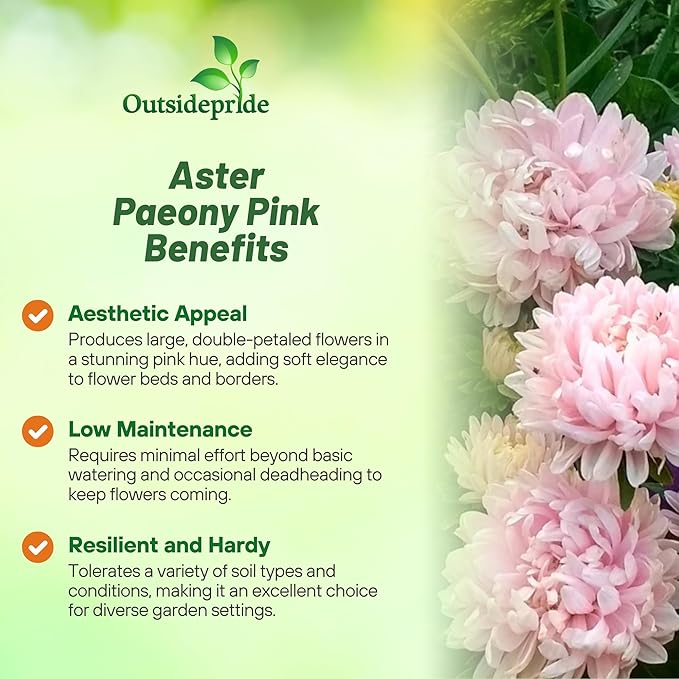 Outsidepride Paeony Aster Seeds - 1,000 Pcs Annual, Hardy & Pollinator Friendly Flower Seeds for Planting Vibrant Double Incurved Pink Petals, Ideal for Meadows & Aesthetic Gardens