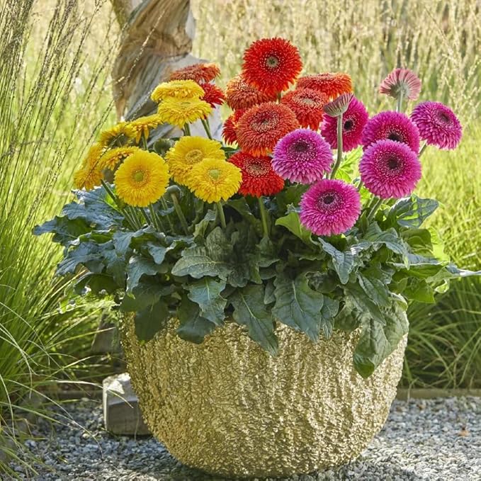 Gerbera Daisy Seeds for Planting, 300pcs Rare Perennial Gerbera Daisy Flower Seeds Plants, Non-GMO Heirloom Landscape Hardy Garden Colored Flowers for Home Garden Outdoors