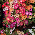 1000 X Mixed Lampranthus Spectabilis Seeds for Planting Easy to Grow Home Gardens Multicolor Wildflower Seeds Grow Coloured Garden Flowers Plants
