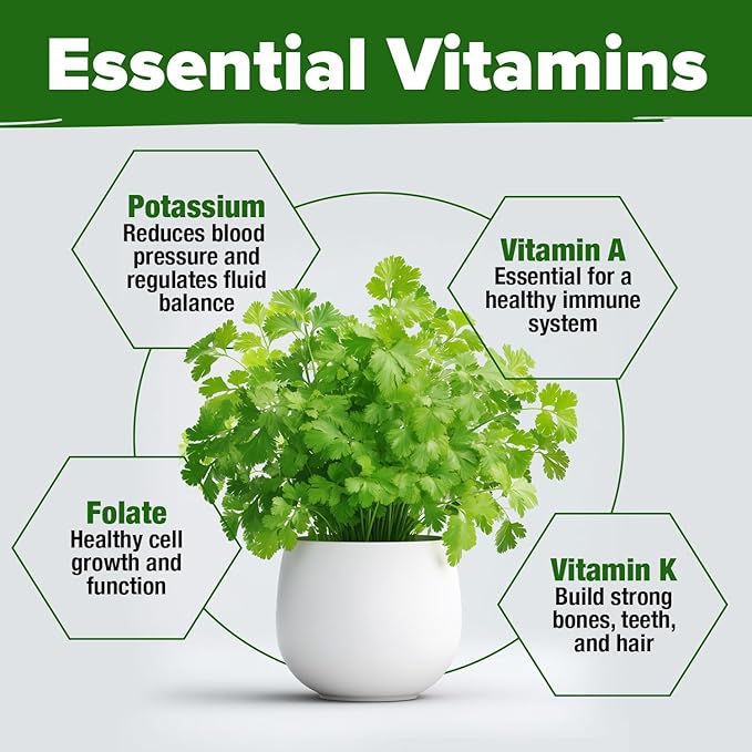 HOME GROWN Non GMO 500+ Cilantro Seeds for Planting Indoors or Outdoors - Heirloom Coriander Seeds, Grow Your Own Cilantro Plant - Culinary Herb Seeds for Your Herb Garden