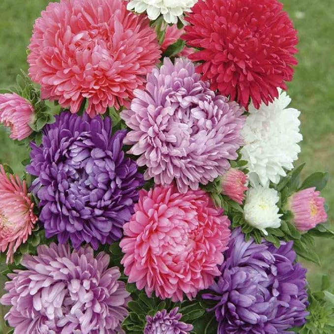 Aster Pompon Garden Mix Seeds – Callistephus Chinensis | Vibrant Double Blooms | Annual Cut Flower for Garden & Bouquets