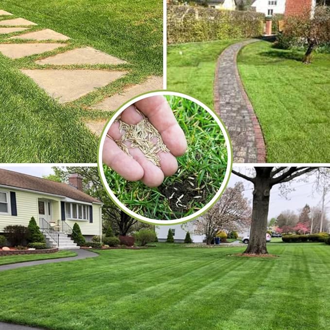 12000 Zoysia Grass Seeds Zoysia Seeds Lawngrass Seeds for Growing Low-Maintenance Lawns in Home Yards and Gardens