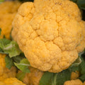 Graffiti Hybrid Cauliflower Seeds - 10 Seeds - Non-GMO, Cheddar - Vegetable Gardening Seeds by Mountain Valley Seed