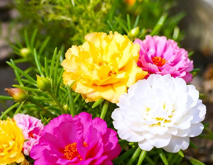 Seeds Multicolor Purslane Double Flower Mix 1000+ Seeds to Grow Double Moss Rose Perfect Ground Cover