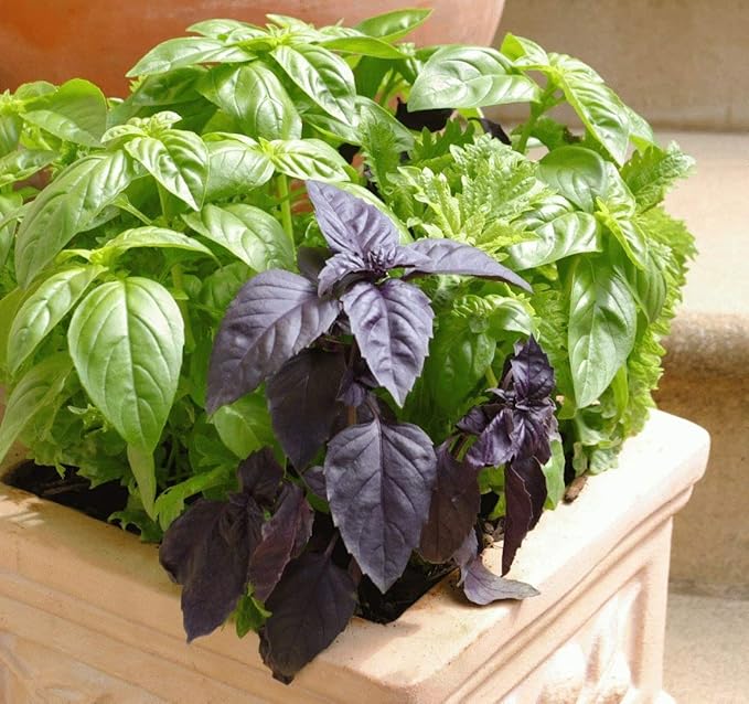 Seeds Indoor Basil Mix (Red, Purple and Green) Herb Heirloom for Planting Non GMO