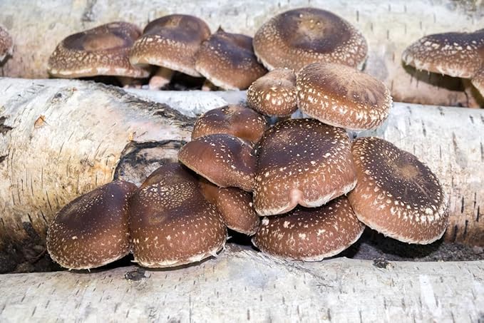 Root Mushroom Farm-Shiitake Mushroom Sawdust Spawn(NOT A GROW KIT)