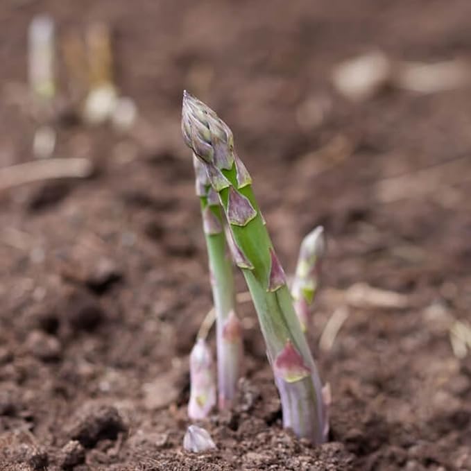 Seed Needs Asparagus Seeds for Planting Mary Washington Asparagus - Non-GMO Heirloom & Untreated Perennial Veggie Seed to Plant an Outdoor Home Grown Garden (5 Packs)