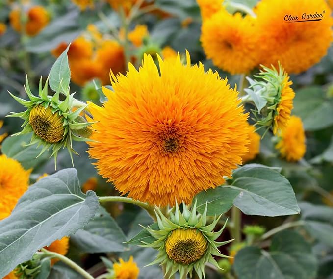 Sunflower Seeds - Teddy Bear - 100 Seeds - Heirloom, Non-GMO, USA Grown, Excellent for Pollinators, Annual, Deer Resistant - Low-Maintenance Sunflower Seeds for Any Home Garden