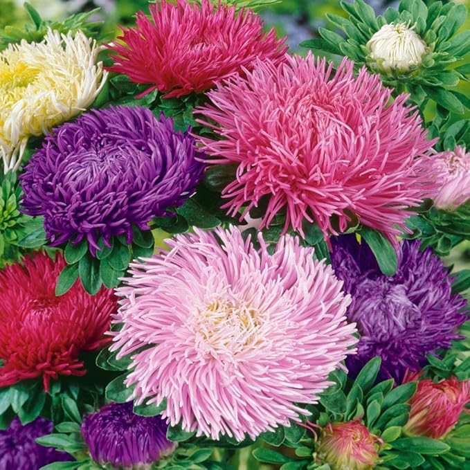 Outsidepride Gremlin Aster Seeds - 1000 Pcs. Annual, Hardy & Pollinator Friendly Flower Seeds for Planting Vibrant Mix Blooms and Oval-Shaped Leaves, Great for Meadows & Aesthetic Gardens