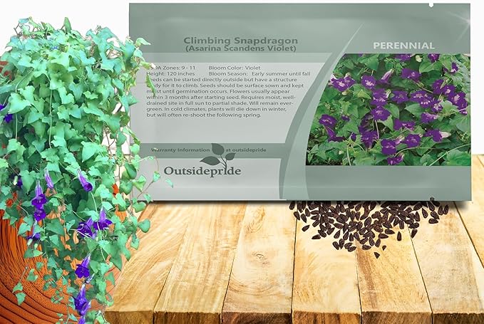 Outsidepride Violet Asarina Climbing Snapdragon Seeds - 200 Pcs Perennial Flower Seeds for Planting, Easy to Grow Climbing Vines w/Attractive Flowers for Containers, Trellises, & Ground Cover