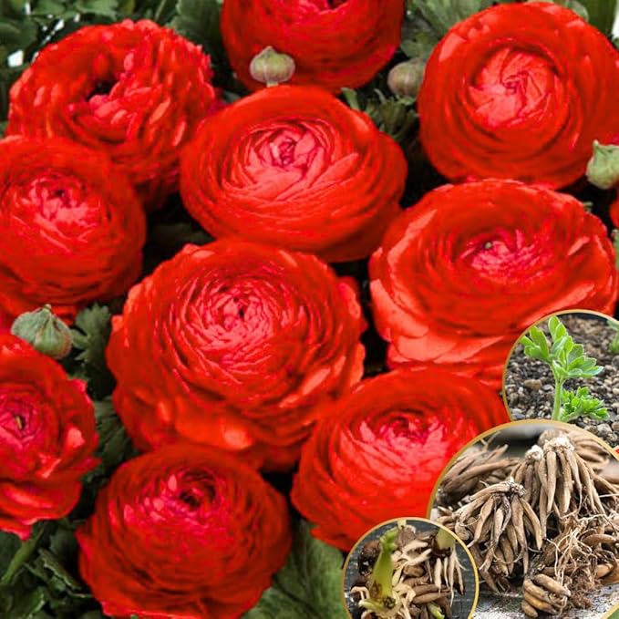 Pack 25 Ranunculus Bulbs for Planting, Red Ranunculus Corms, Butterfly Ranunculus Flowers Bulbs to Grow, Peony Buttercup Ranunculus