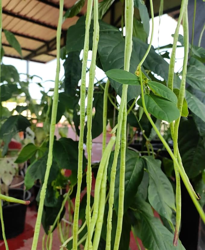 50+ Seeds Snake Yard Long Asparagus Pole Bean Seeds for Planting Red and Green Noodle Beans Heirloom Non-GMO Delicious Vegetable Seeds