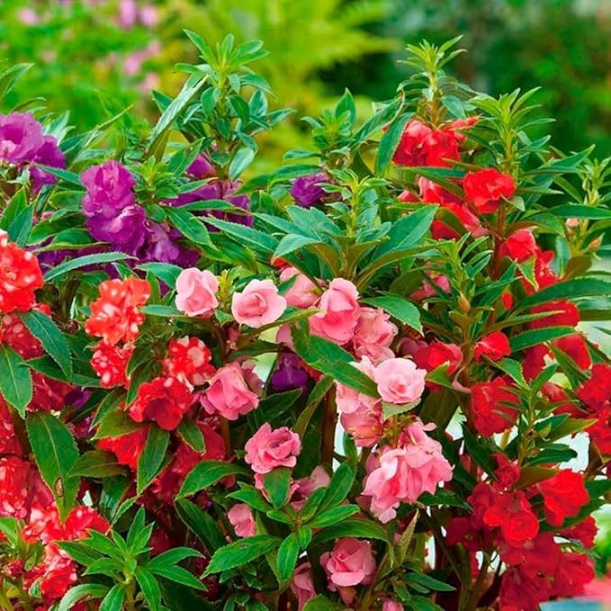 300 Balsam Seeds (Impatiens balsamina) - Non-GMO Heirloom Annual Flowers, Vibrant Blooms & Profuse Flowering for Garden